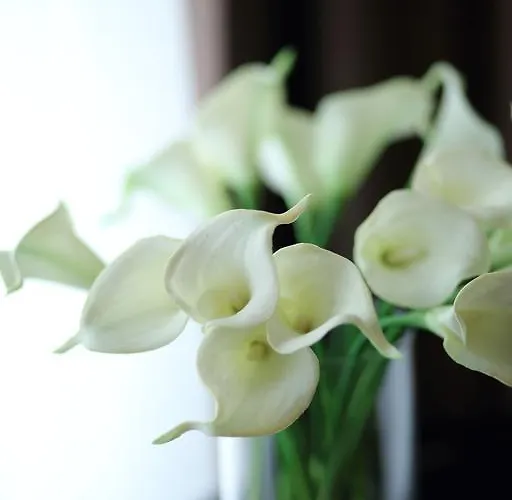 Stelle The Businest Νάπολη